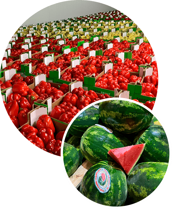 Specialised in green beans, peppers, tomatoes, courgettes, cucumbers, squash, lemons, oranges, watermelons and melons.