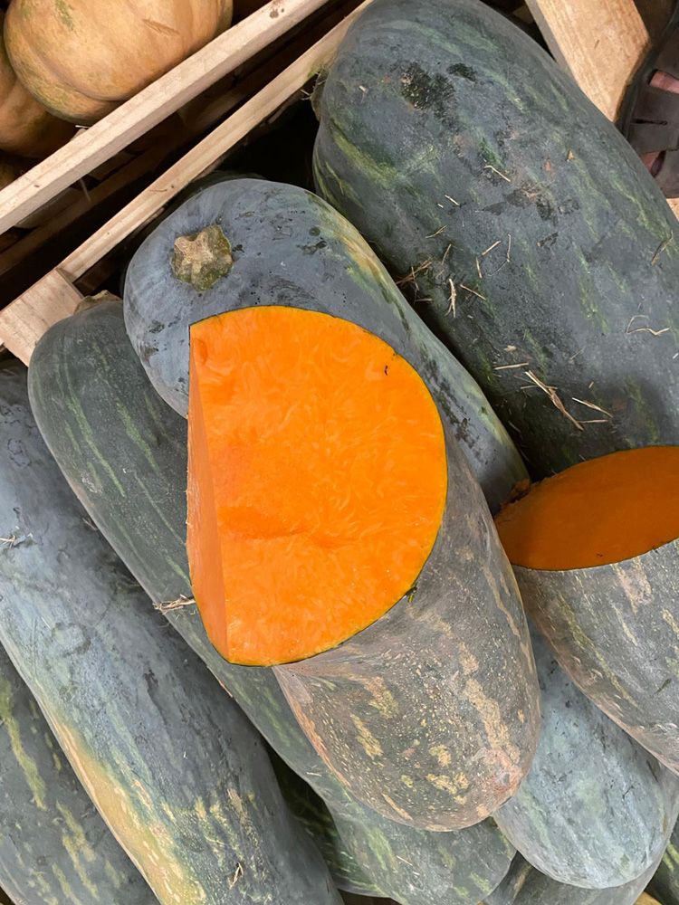 Long of Naples Squash