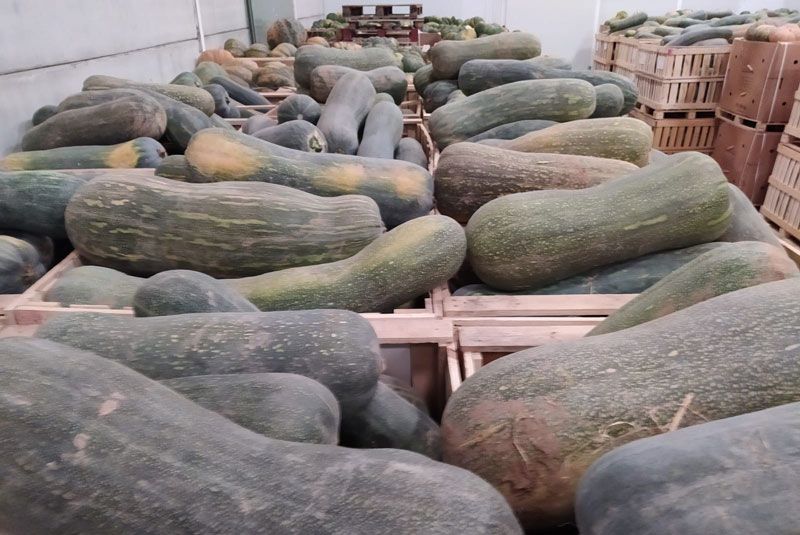 Long of Naples Squash