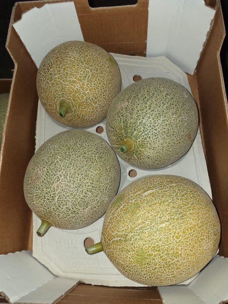 Melón Galia