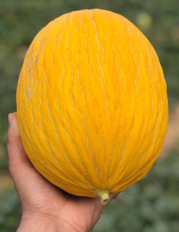 Melón Amarillo