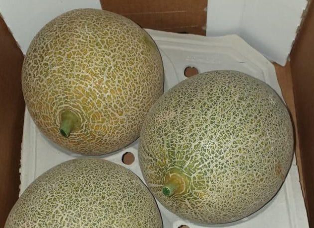 Melón Galia