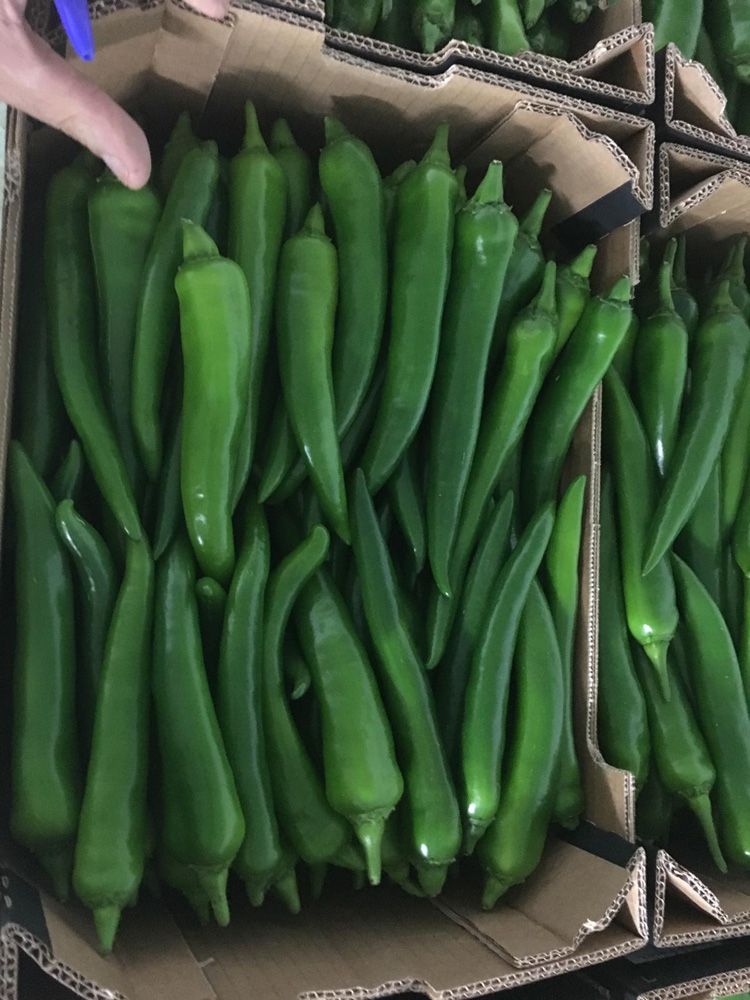 Red and Green Hot Peppers