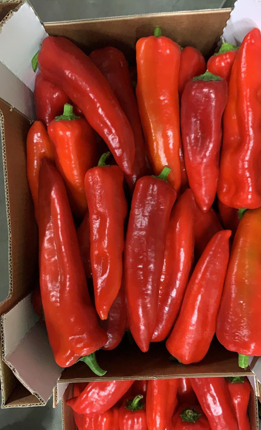 Palermo Peppers