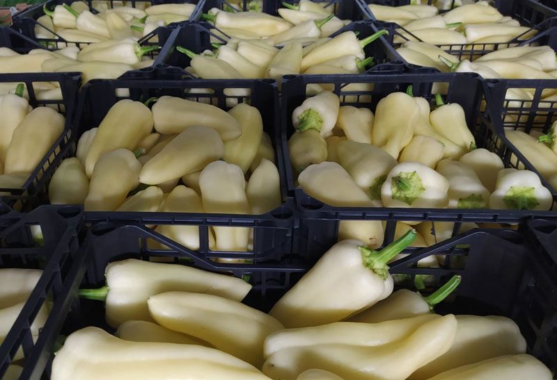 White Horn Peppers