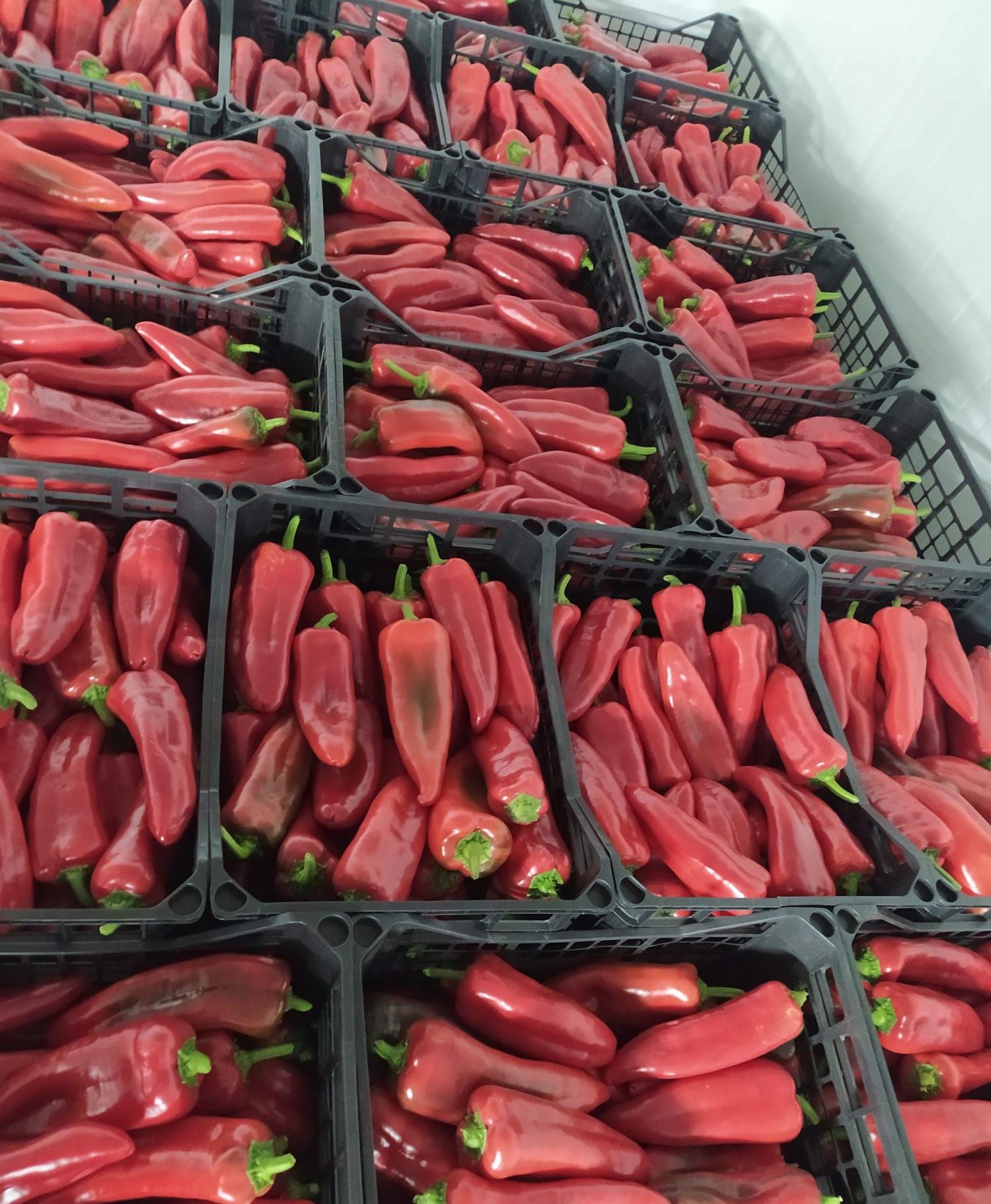 Sweet Peppers