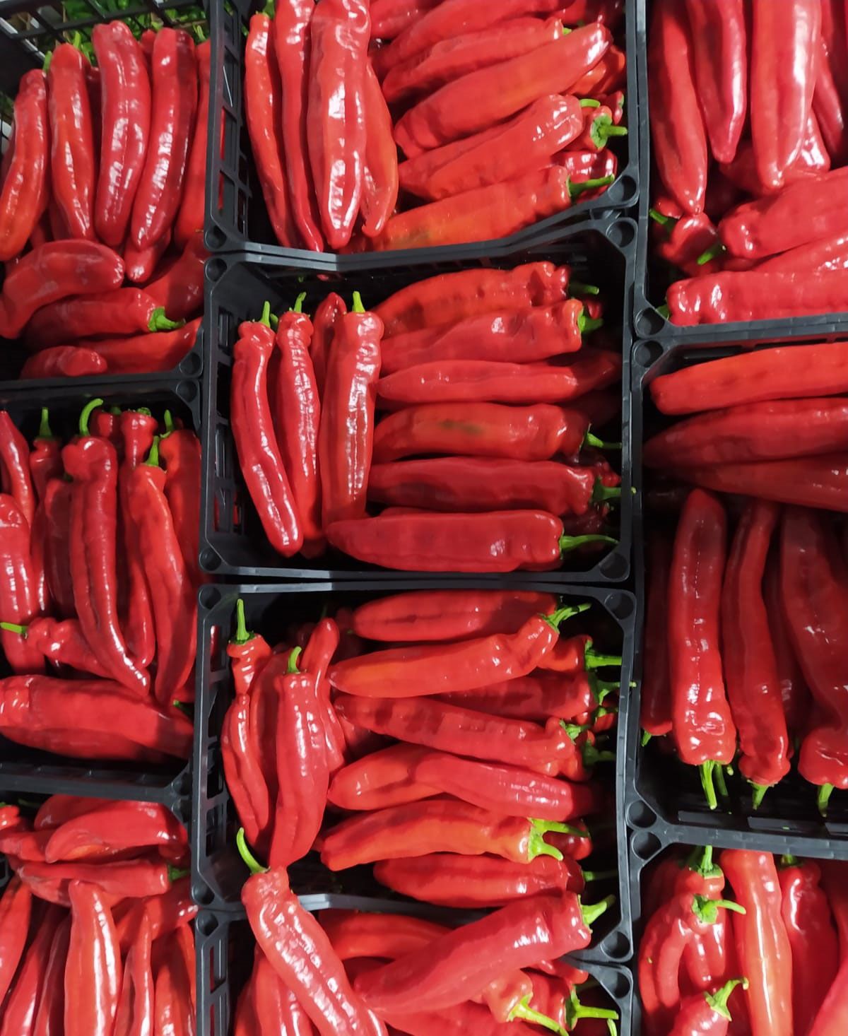 Palermo Peppers