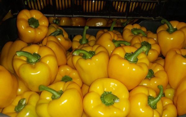 Pimiento